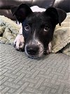 adoptable Dog in germantown, OH named Rosabelle