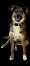 adoptable Dog in germantown, OH named Suga