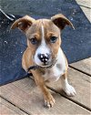 adoptable Dog in germantown, OH named Huggs