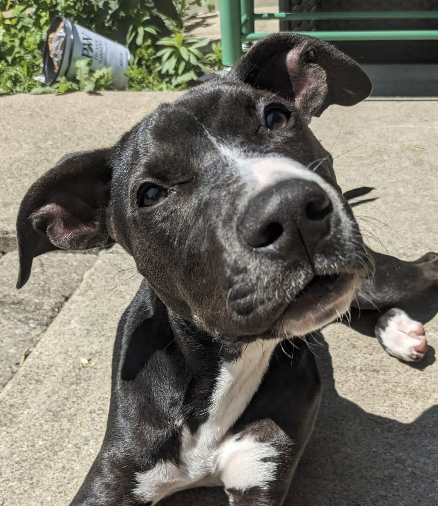 Dog for Adoption - Pete Mitchell, a American Pit Bull Terrier in The ...