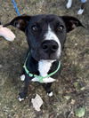 adoptable Dog in Germantown, OH named Petey Mitchell