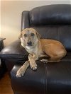 adoptable Dog in  named Capri