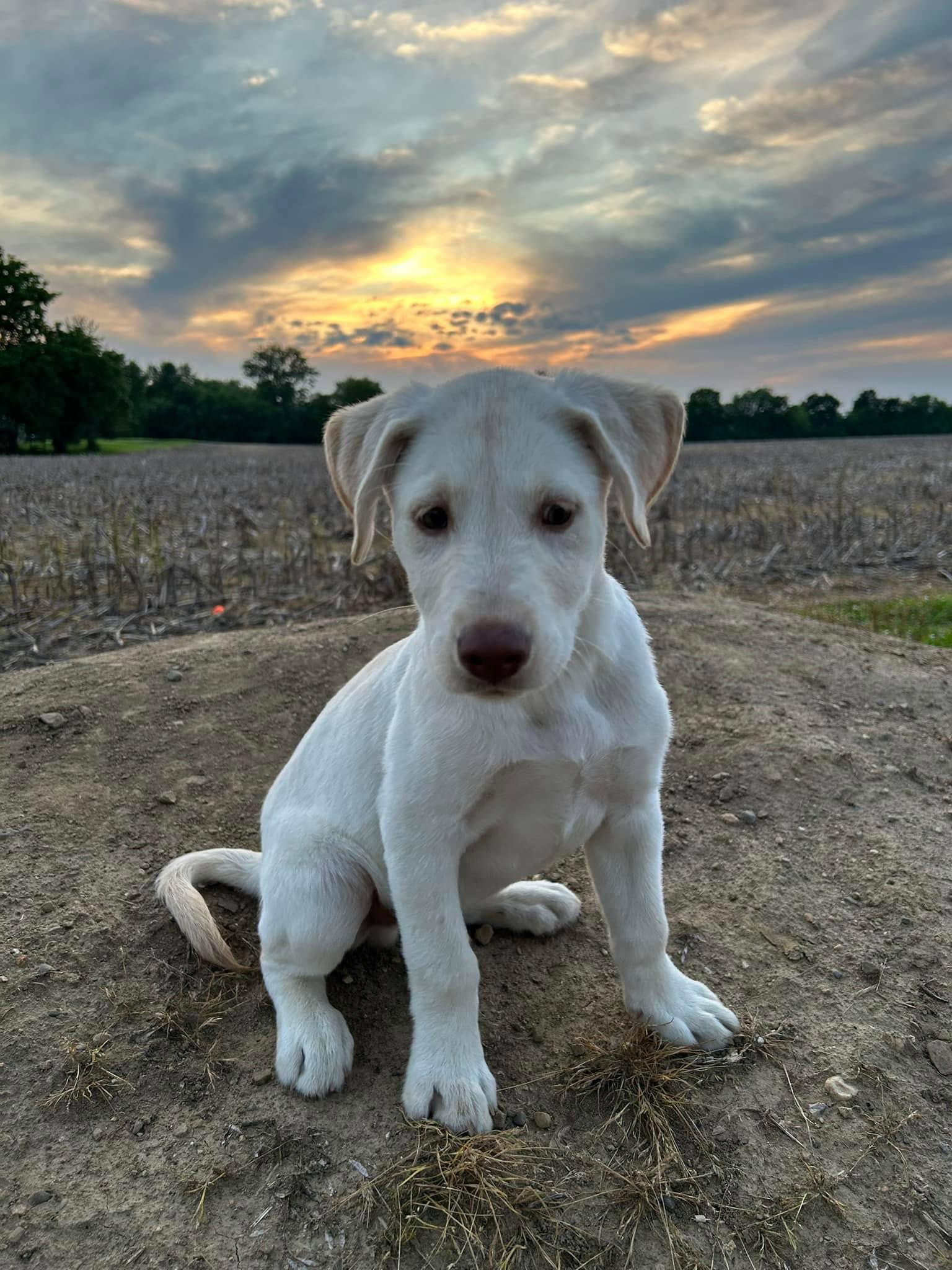 Dog for Adoption Howie, a Labrador Retriever in Middletown, OH