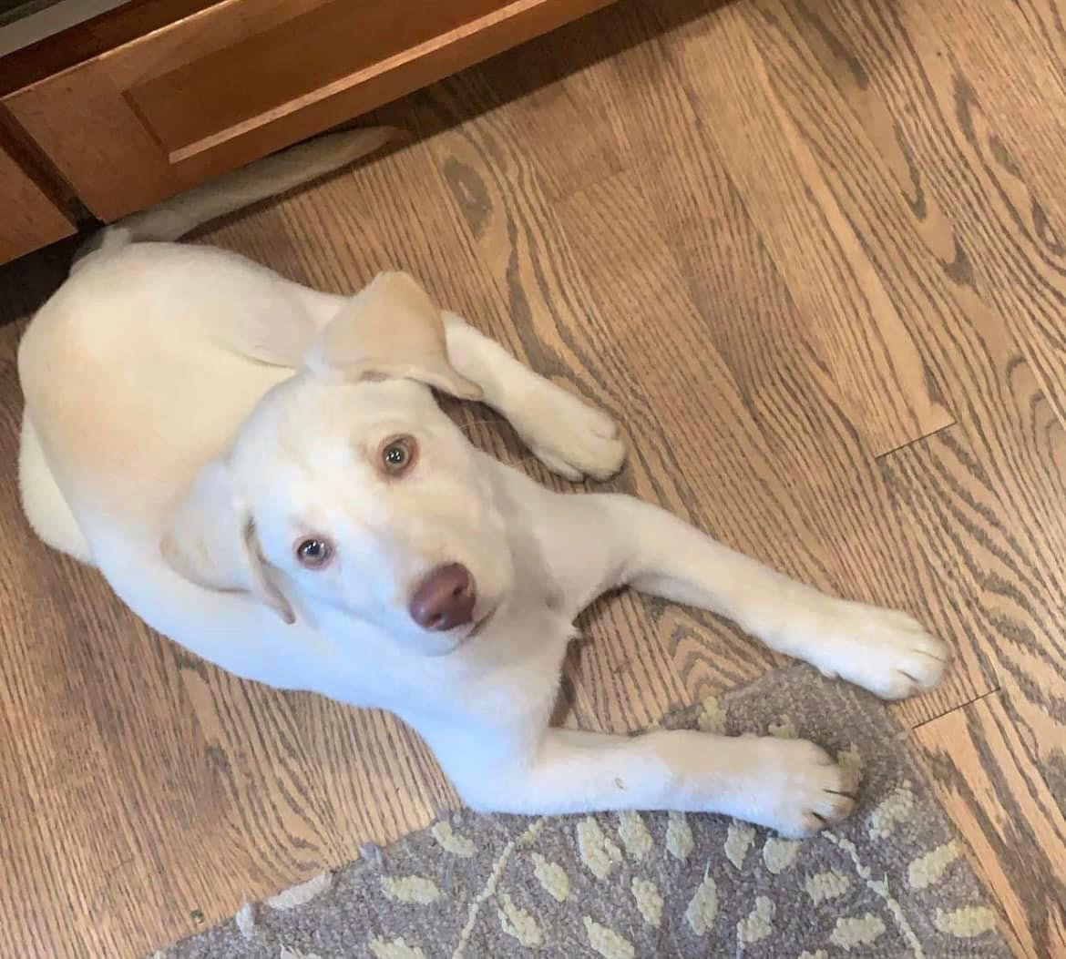 Dog for Adoption Howie, a Labrador Retriever in Middletown, OH