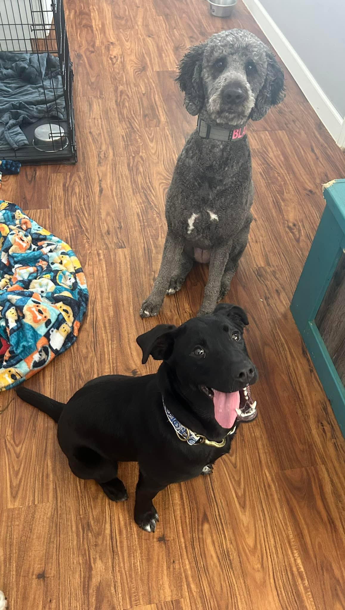Dog for Adoption Shayla, a Labrador Retriever in Middletown, OH