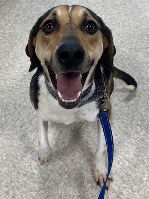 BREWIE - Treeing Walker Coonhound / Hound available for adoption