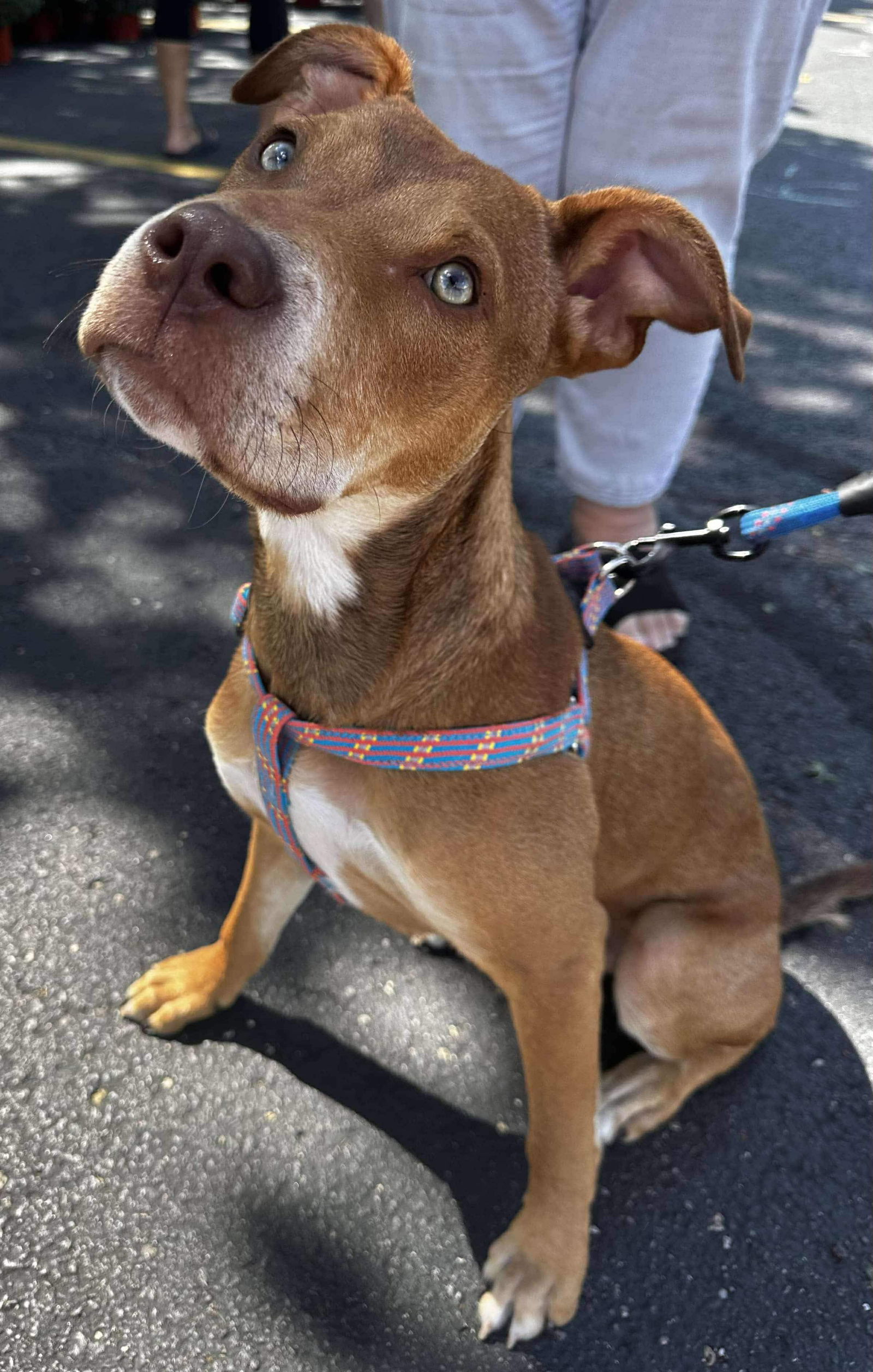 adoptable Dog in Germantown, OH named Cad Bane