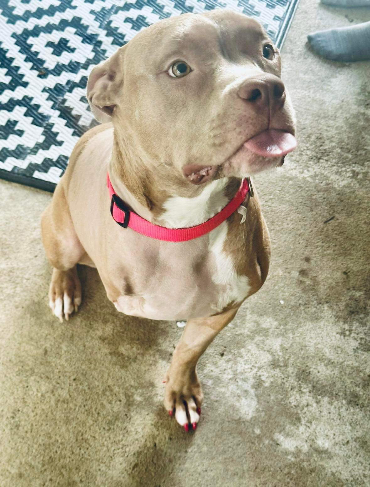 Dog for Adoption Rosa, a American Pit Bull Terrier in Xenia, OH