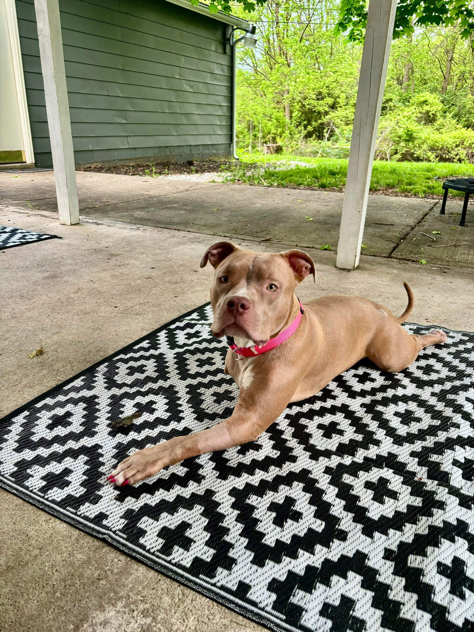 Dog for Adoption Rosa, a American Pit Bull Terrier in Xenia, OH