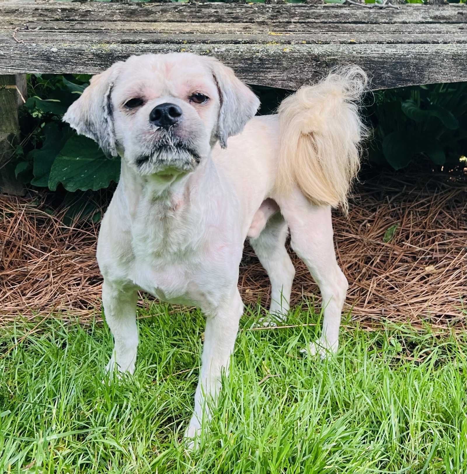 Dog for Adoption Burberry, a Lhasa Apso in Xenia, OH Alpha Paw