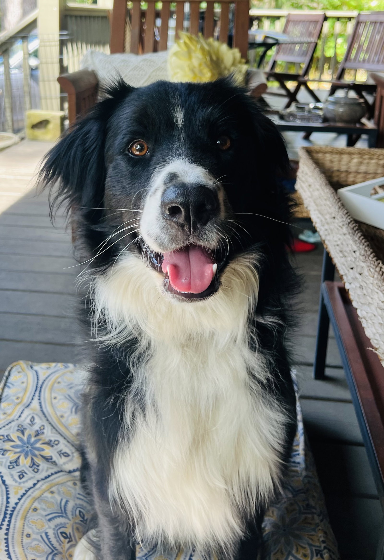 Dog for Adoption Prince, a Border Collie in Xenia, OH Alpha Paw