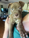Lacie