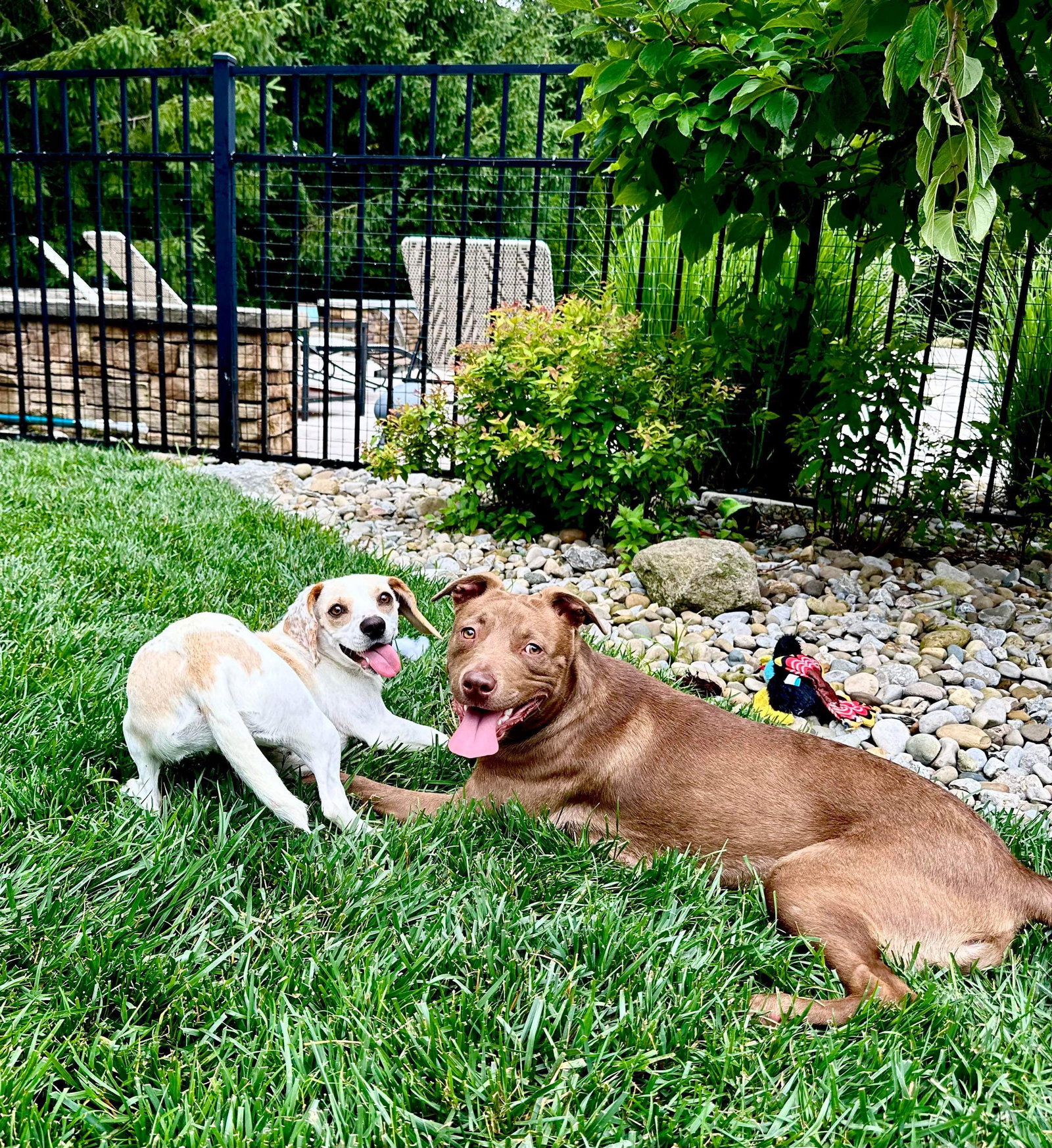 Dog for Adoption Taffy Lee Fubbins, a Labrador Retriever in