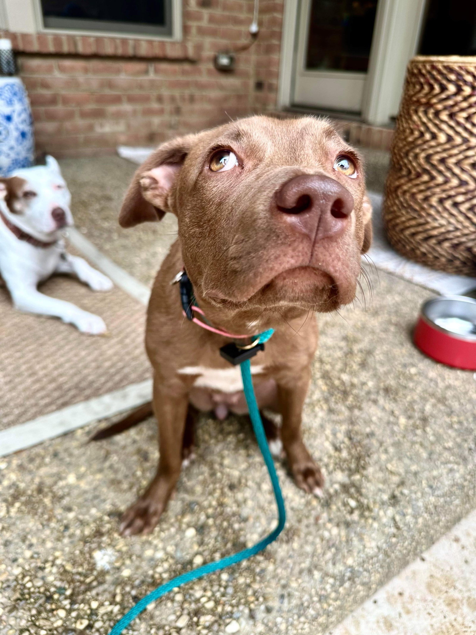 Dog for Adoption Taffy Lee Fubbins, a Labrador Retriever in Dayton