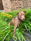 Taffy Lee Fubbins