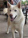 adoptable Dog in  named Yukon