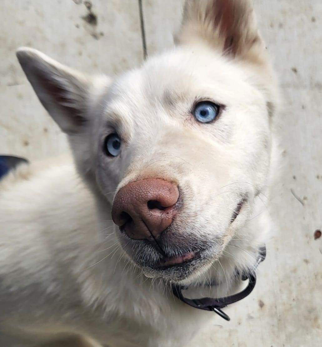 adoptable Dog in Germantown, OH named Yukon