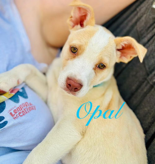 Opalina