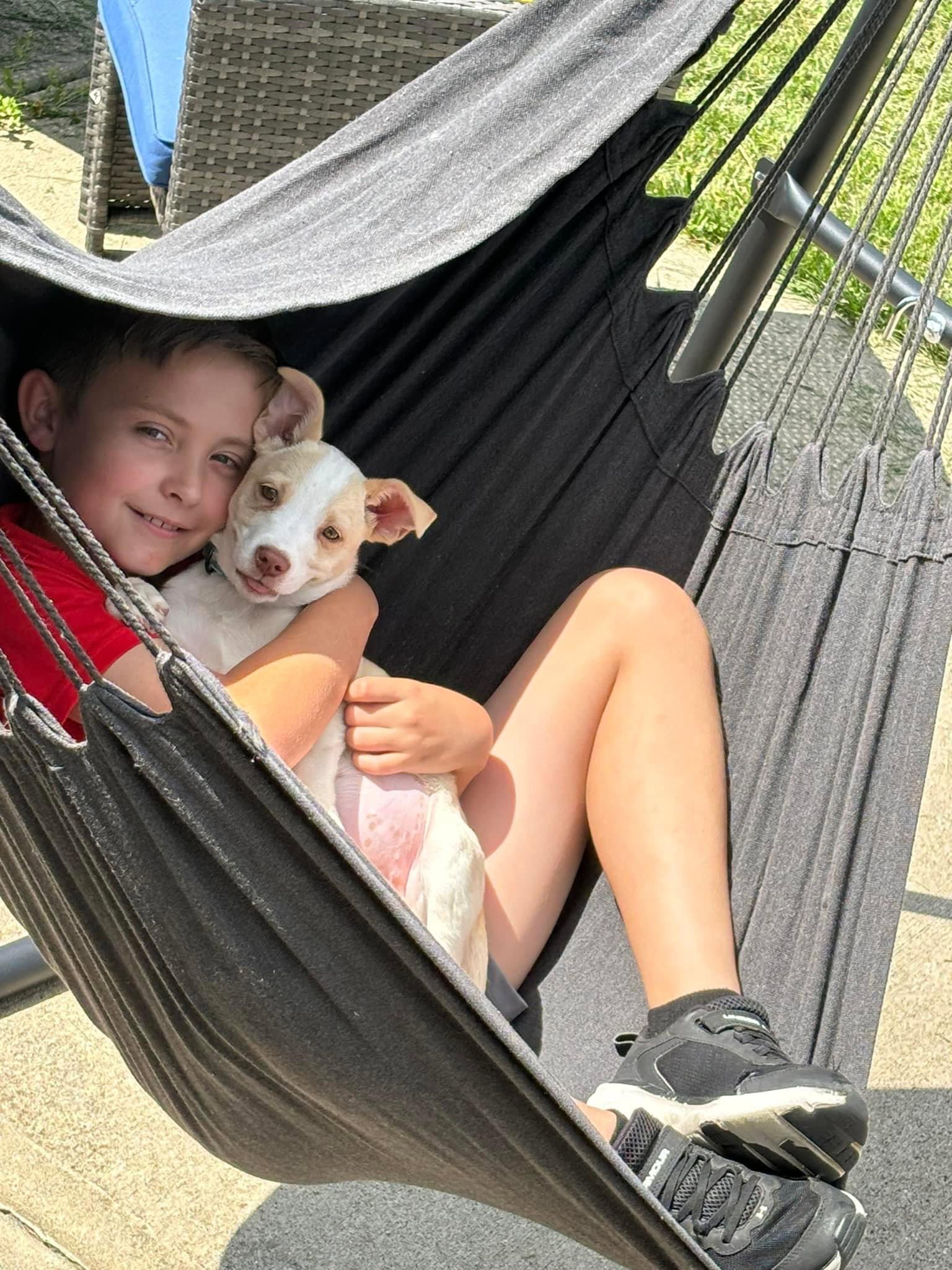 Dog for Adoption Opalina, a Beagle in Beavercreek, OH Alpha Paw