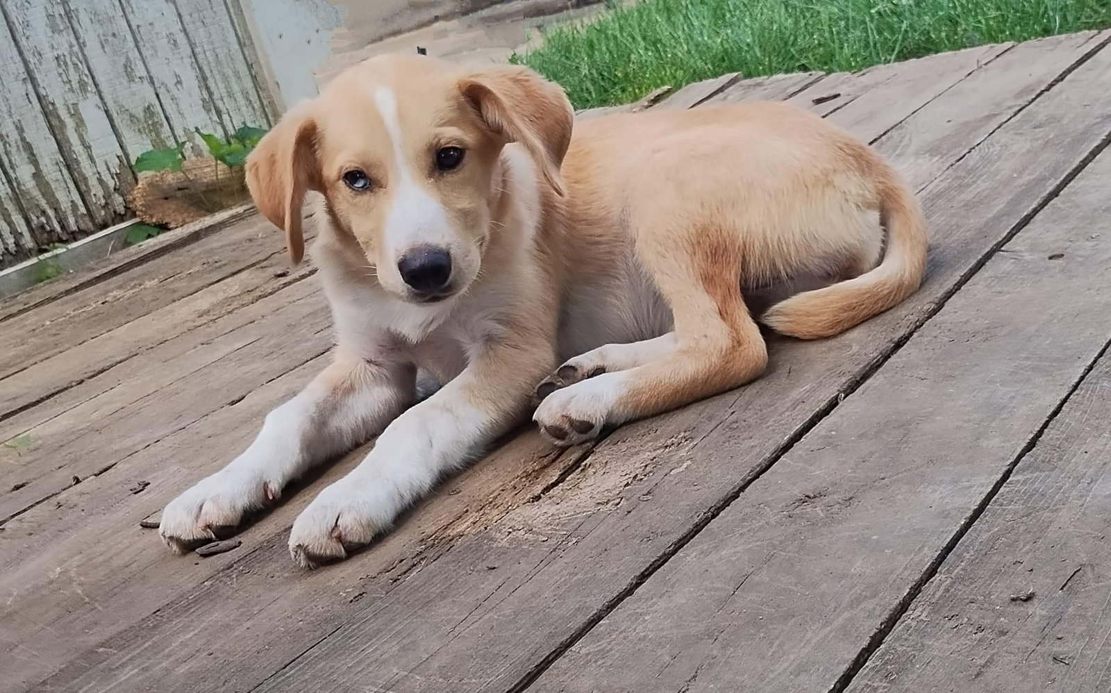 Dog for Adoption Marjorie, a Collie in Xenia, OH Alpha Paw
