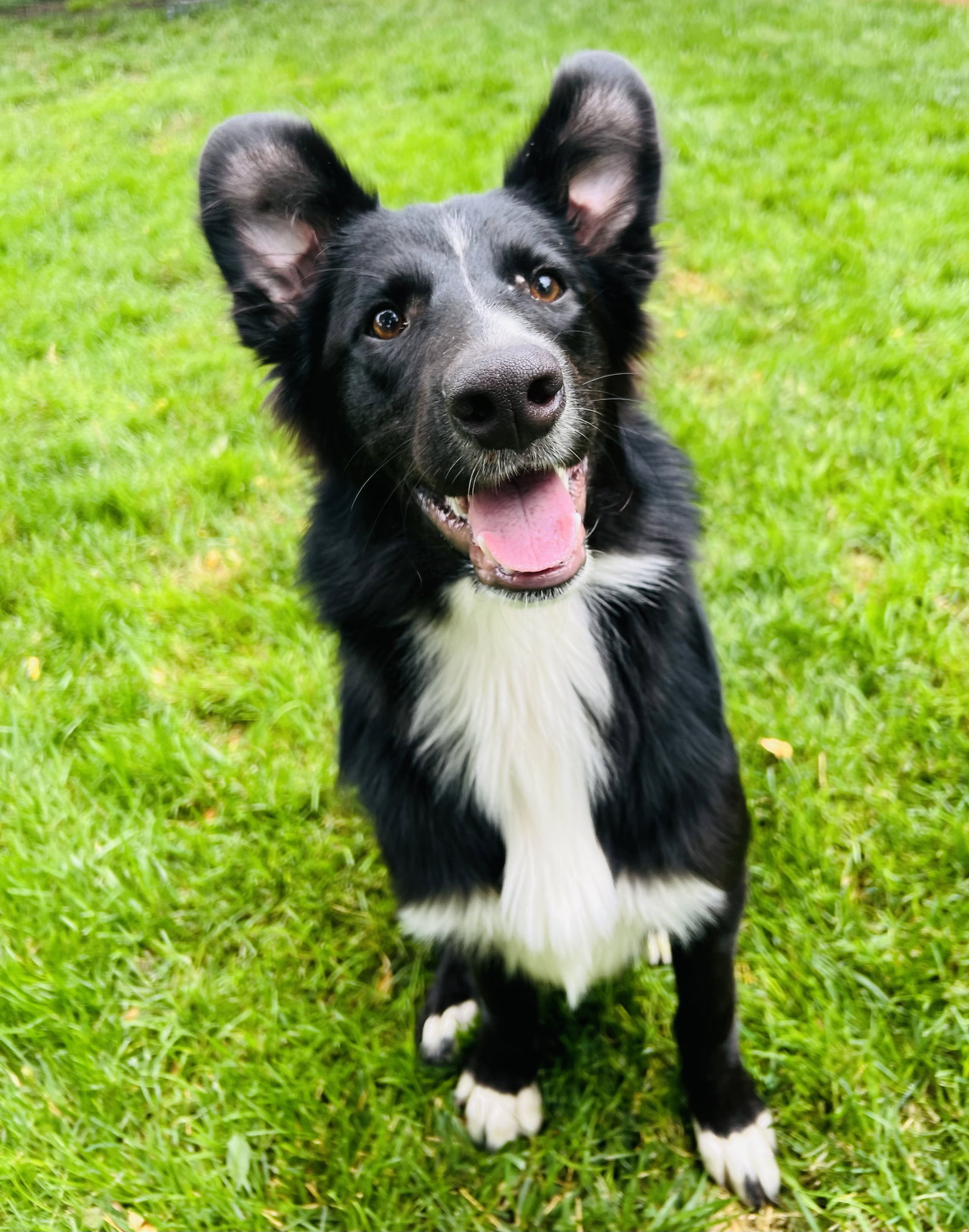 Dog for Adoption Argos, a Border Collie in Franklin, OH Alpha Paw