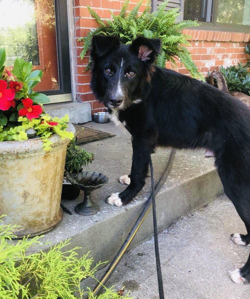Dog for Adoption Argos, a Border Collie in Springfield, OH Alpha Paw