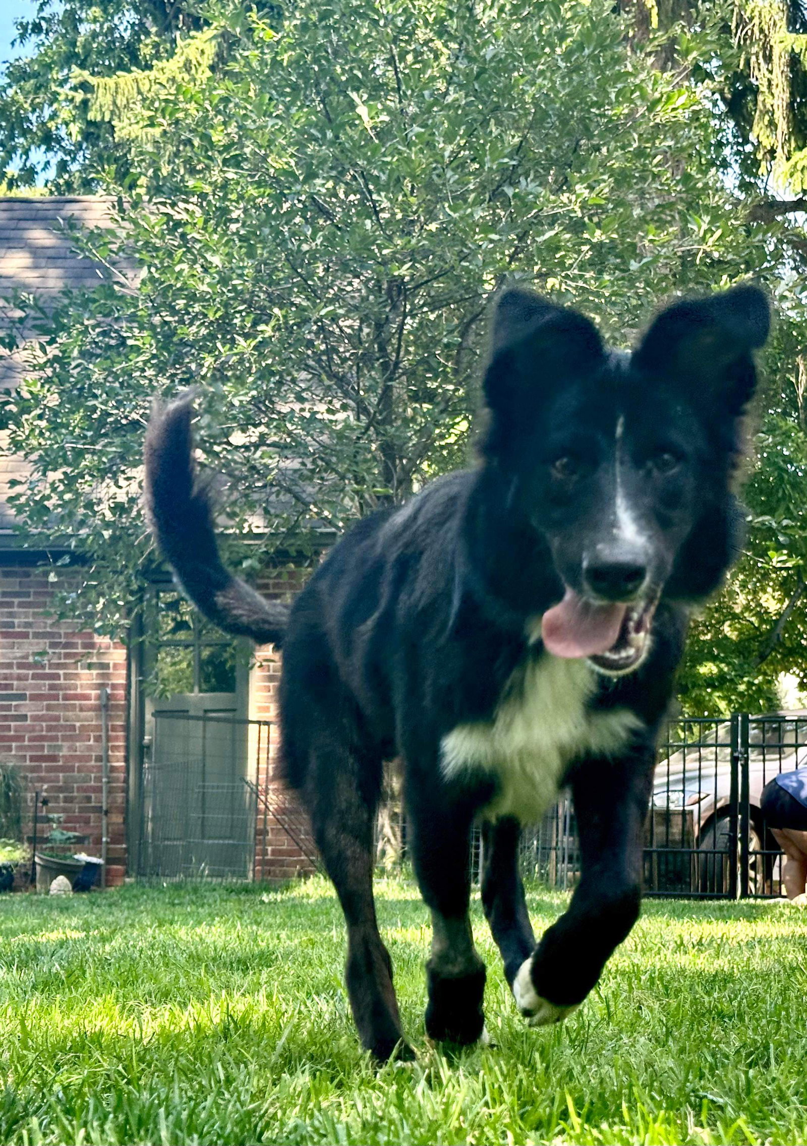 Dog for Adoption Argos, a Border Collie in Springdale, OH Alpha Paw