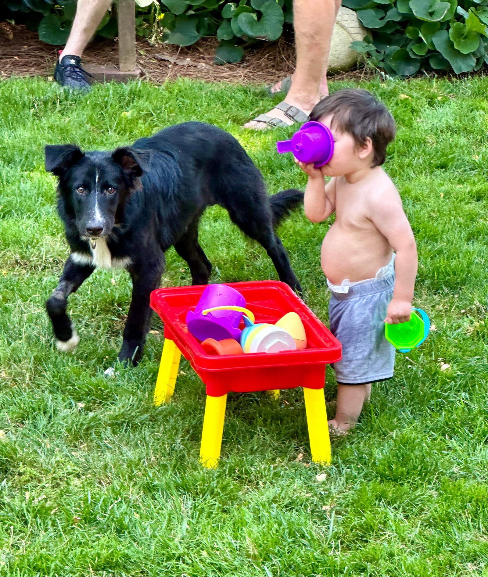 Dog for Adoption Argos, a Border Collie in Xenia, OH Alpha Paw