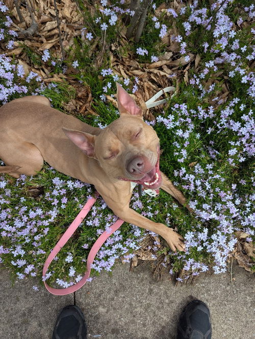 picture of the dog needing adoption