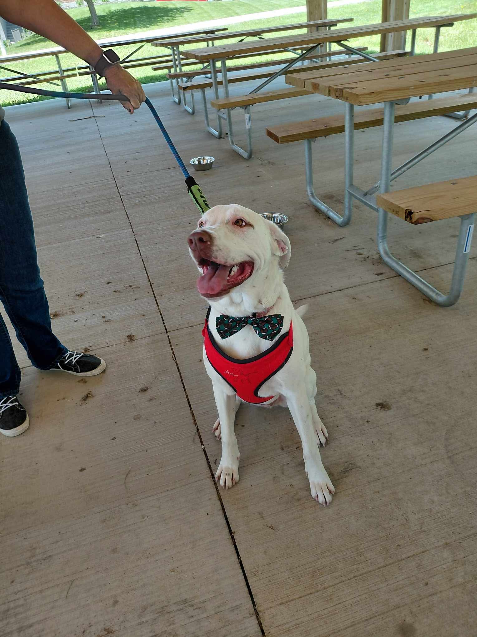 adoptable Dog in Germantown, OH named Lyle