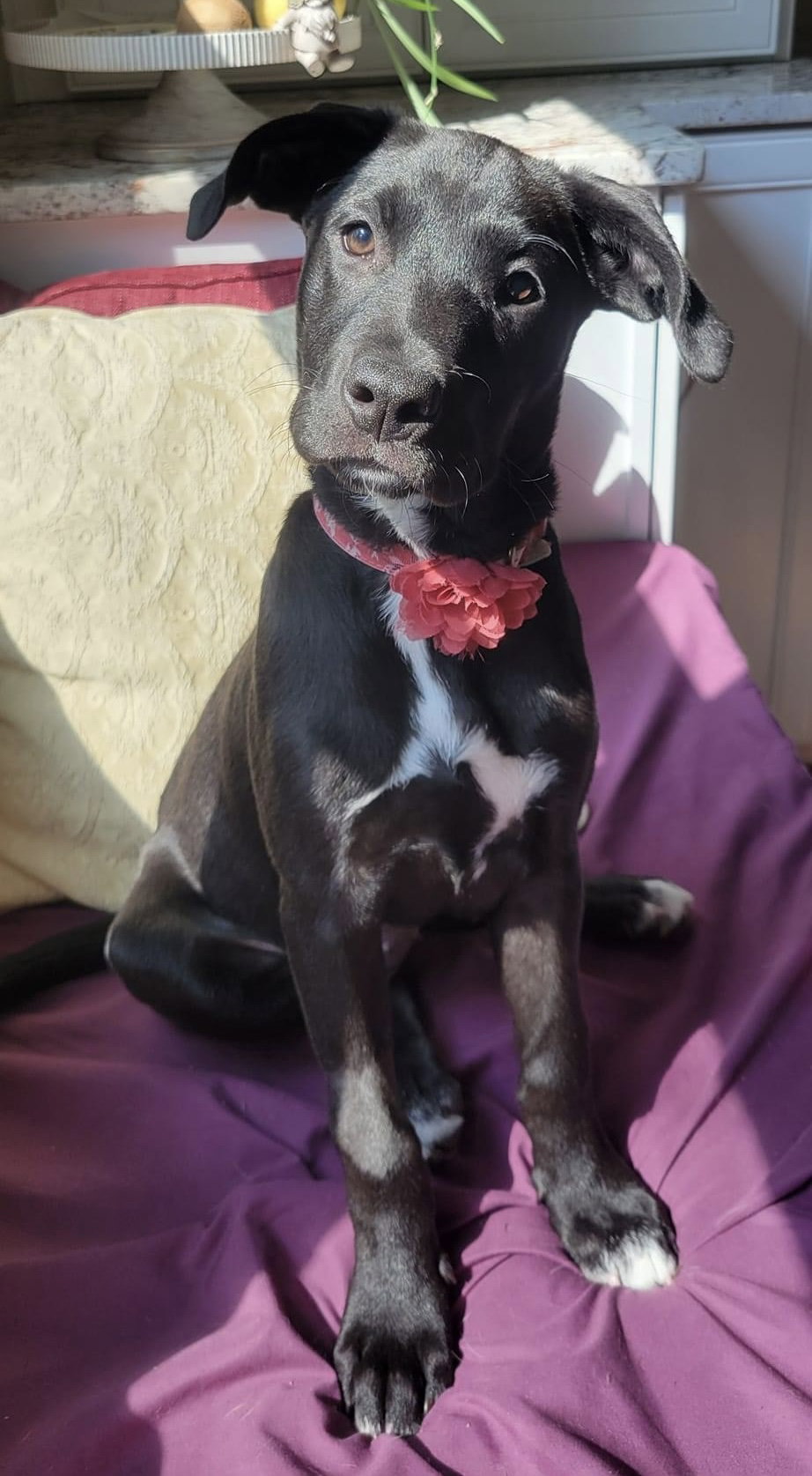 Dog for Adoption Cordelia, a Labrador Retriever in Beavercreek, OH