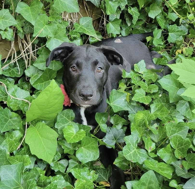 Dog for Adoption Cordelia, a Labrador Retriever in Beavercreek, OH
