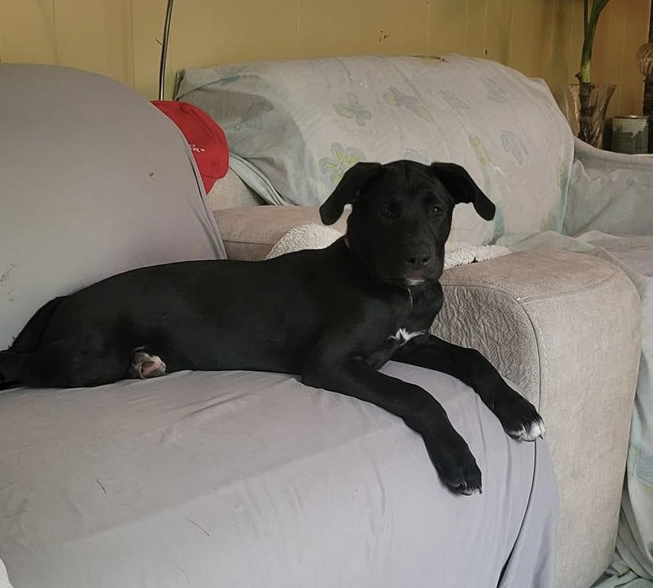 Dog for Adoption Cordelia, a Labrador Retriever in Beavercreek, OH