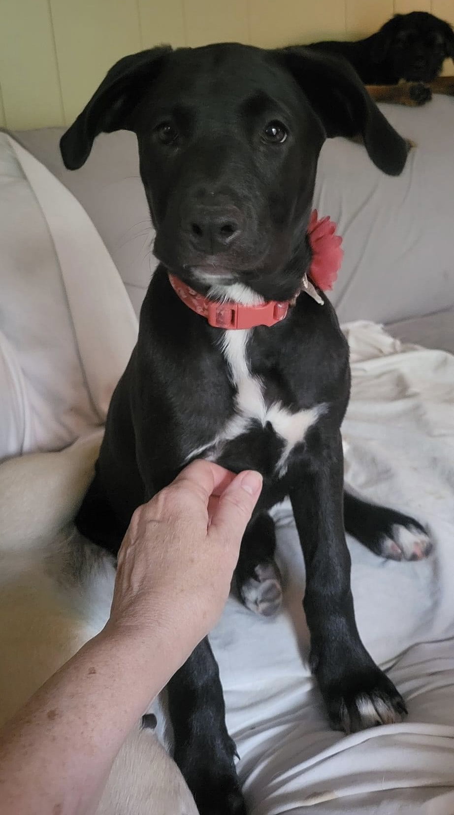 Dog for Adoption Cordelia, a Labrador Retriever in Beavercreek, OH
