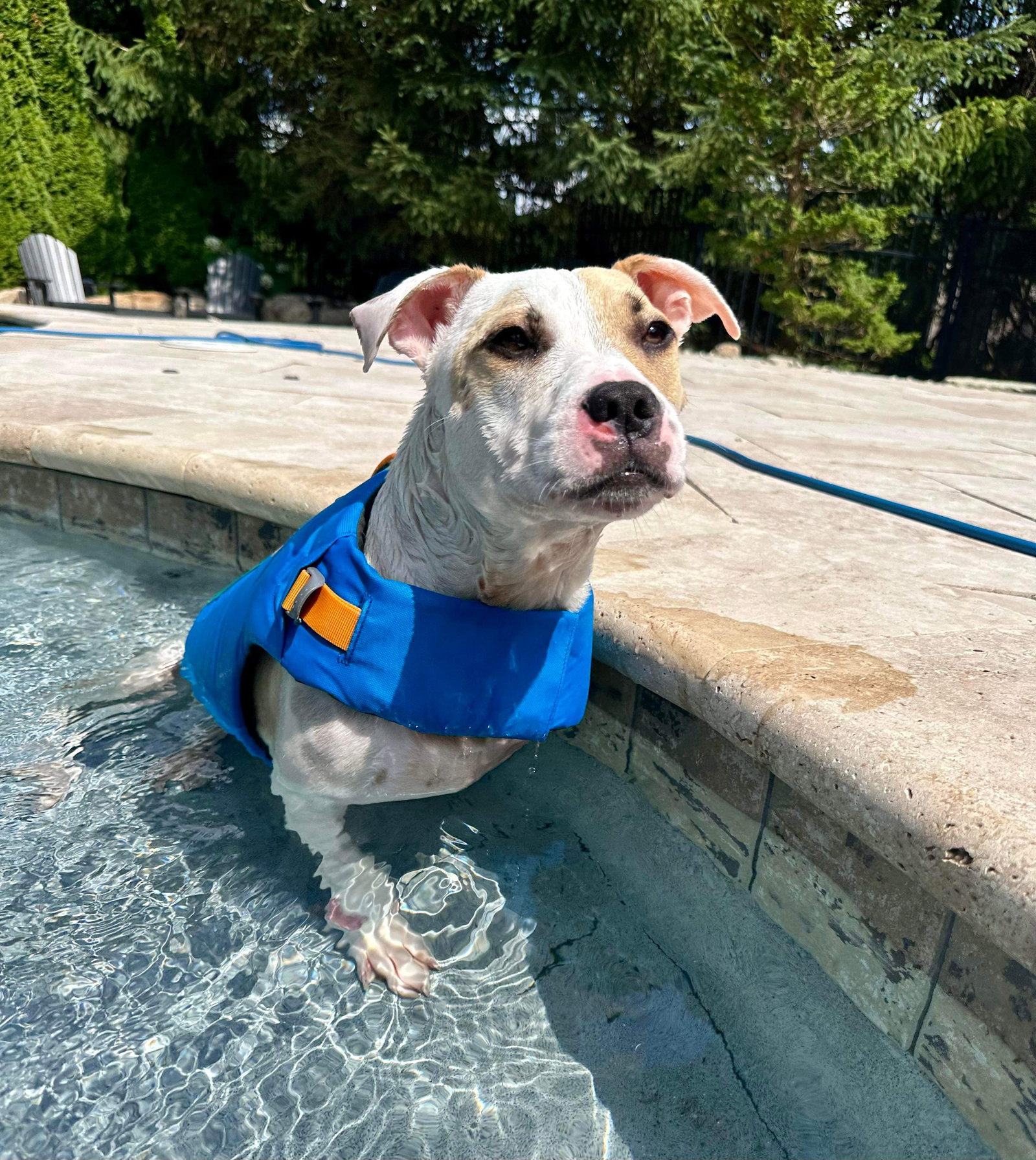 Dog for Adoption Piggly Wiggly, a American Pit Bull Terrier in
