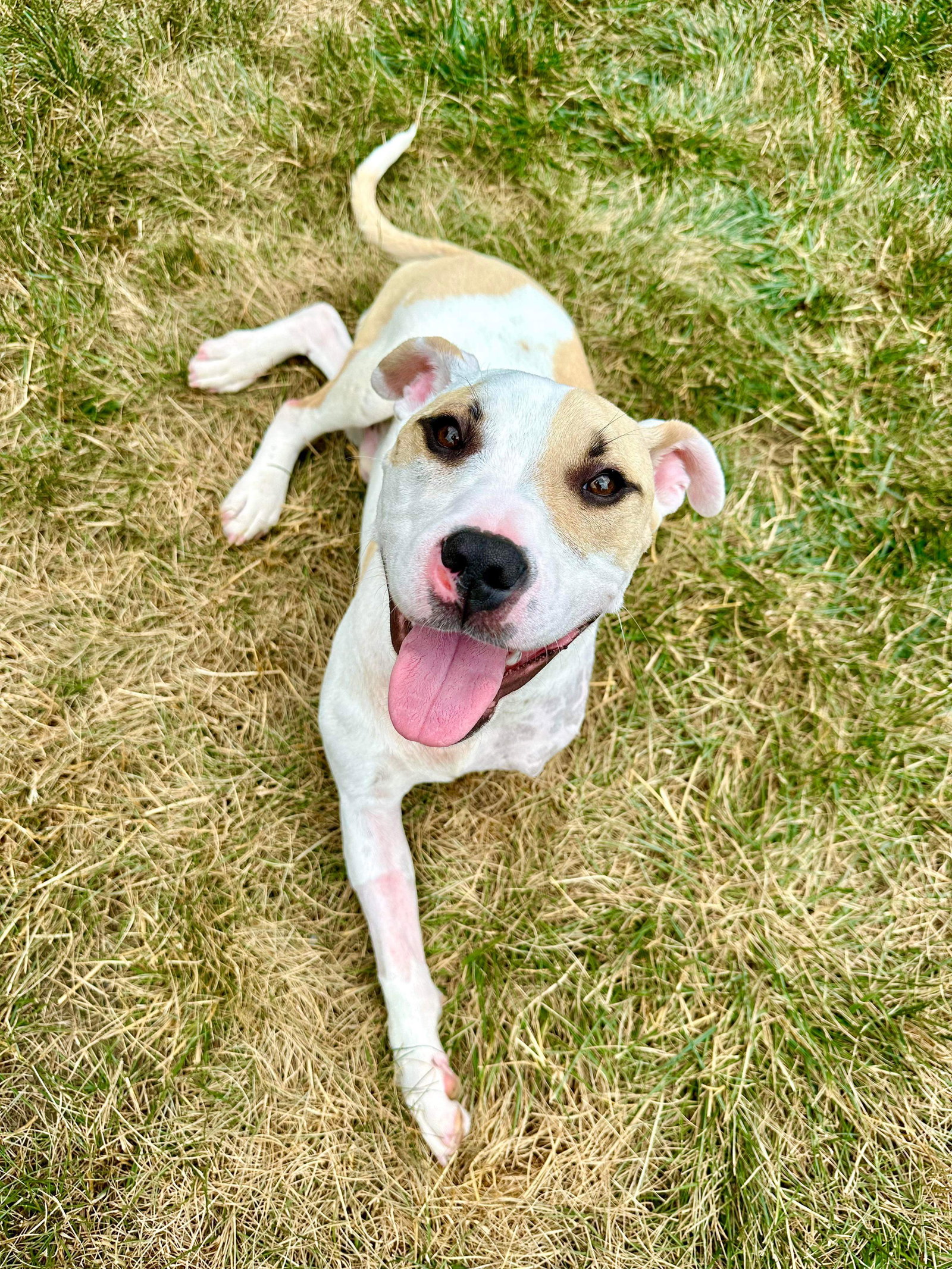 Dog for Adoption Piggly Wiggly, a American Pit Bull Terrier in