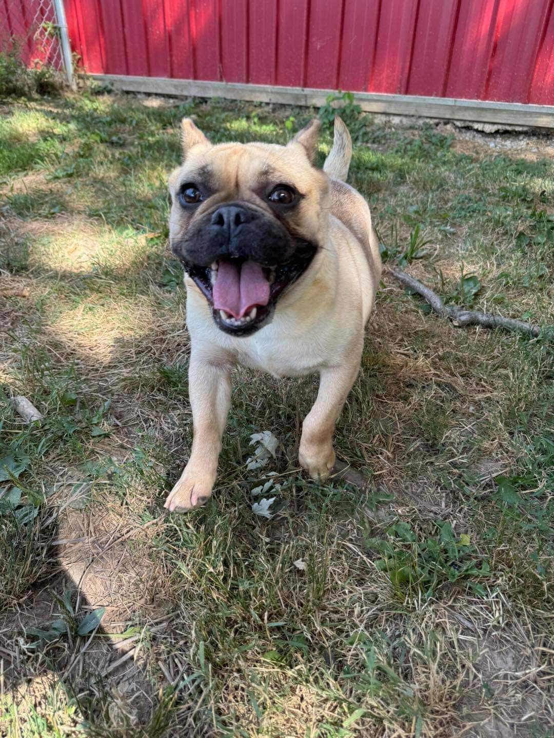 adoptable Dog in Germantown, OH named Pork Roll