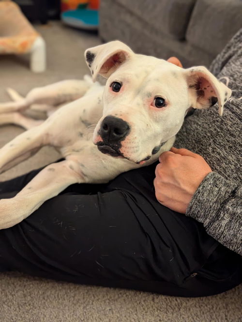 picture of the dog needing adoption