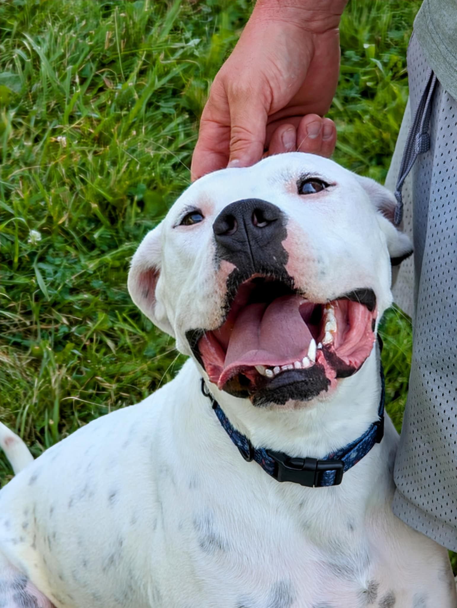 adoptable Dog in Germantown, OH named Picasso
