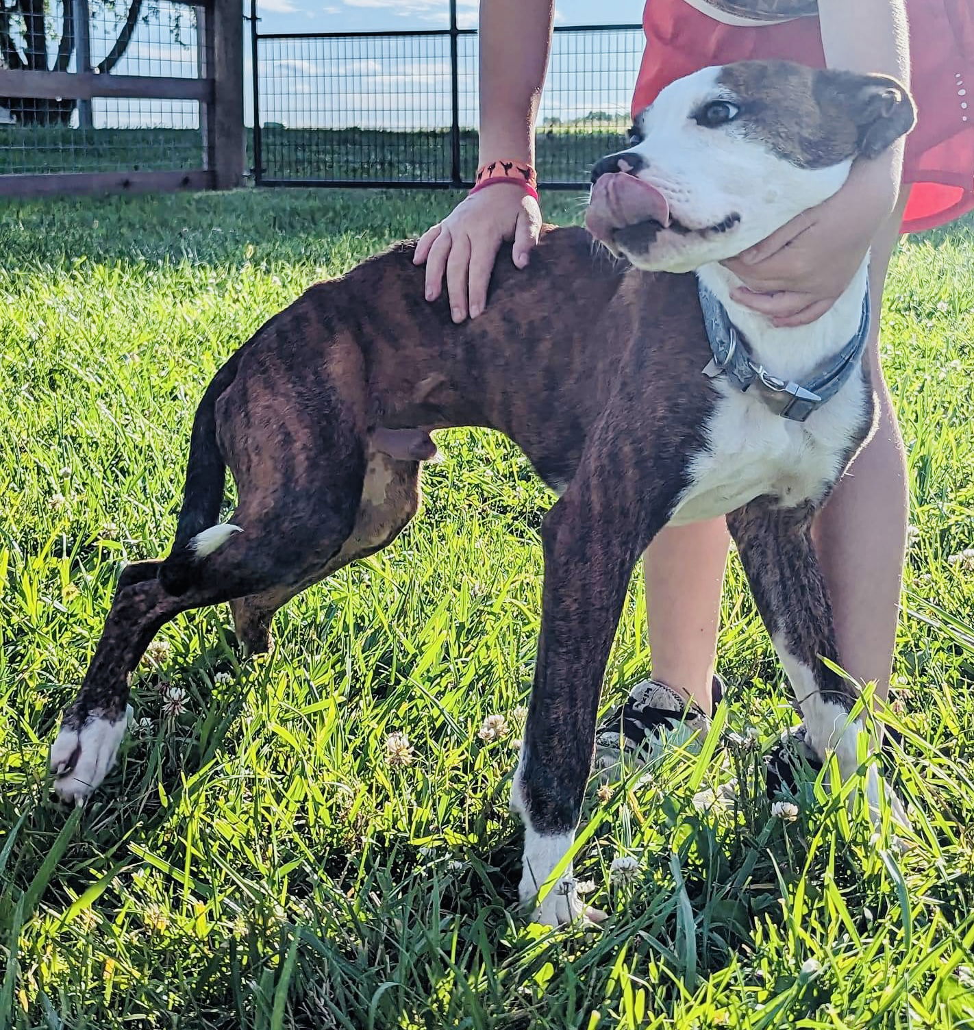 adoptable Dog in Germantown, OH named Pablo