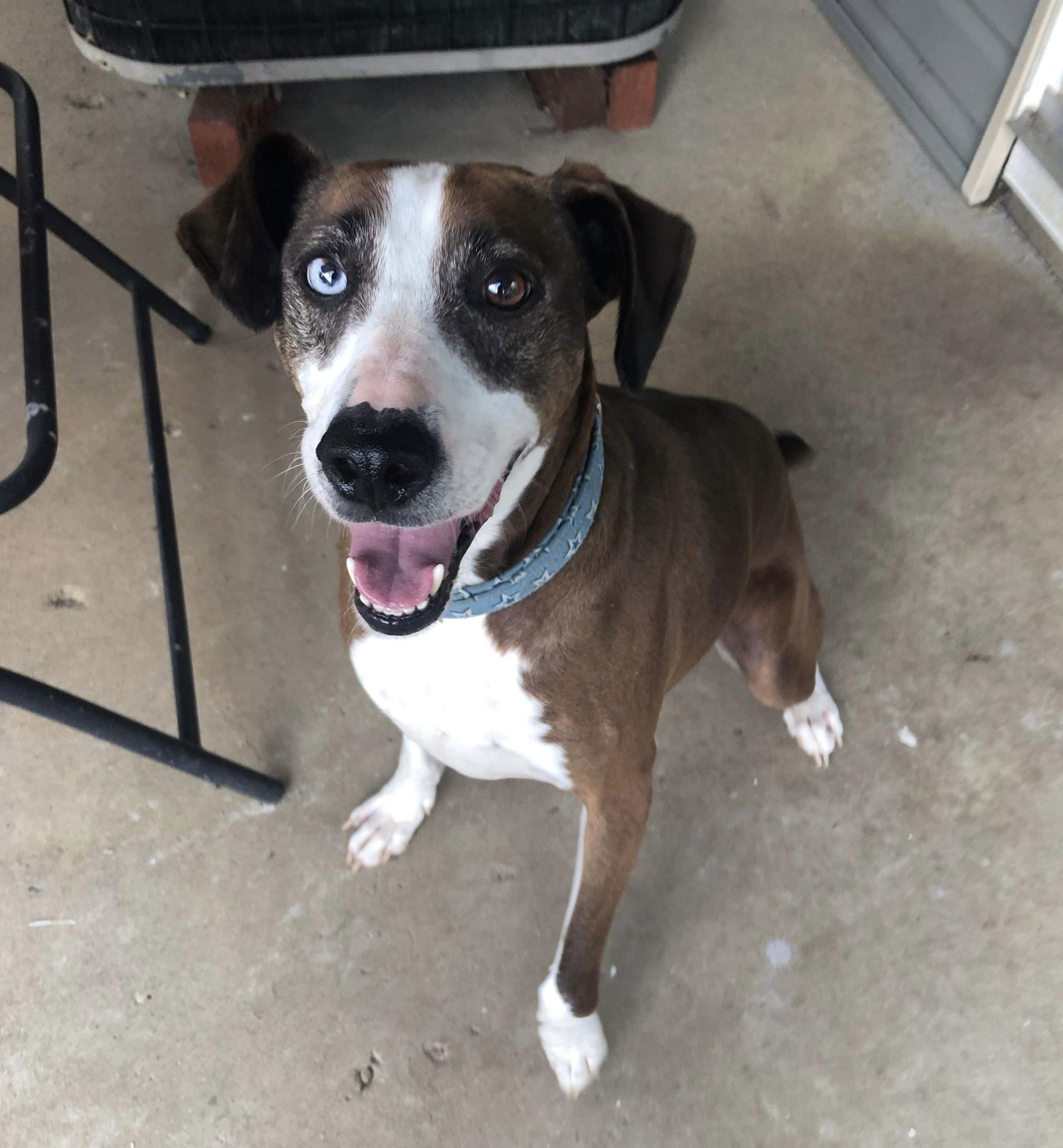 adoptable Dog in Germantown, OH named Liza