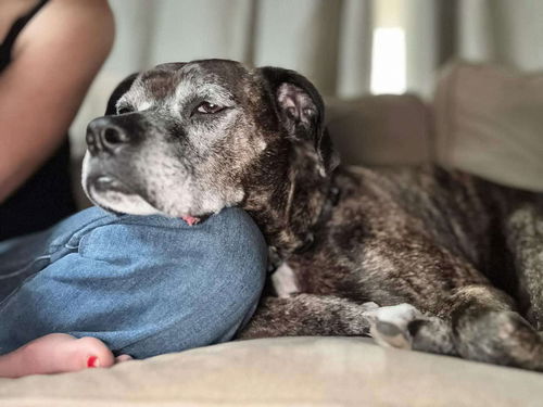 picture of the dog needing adoption