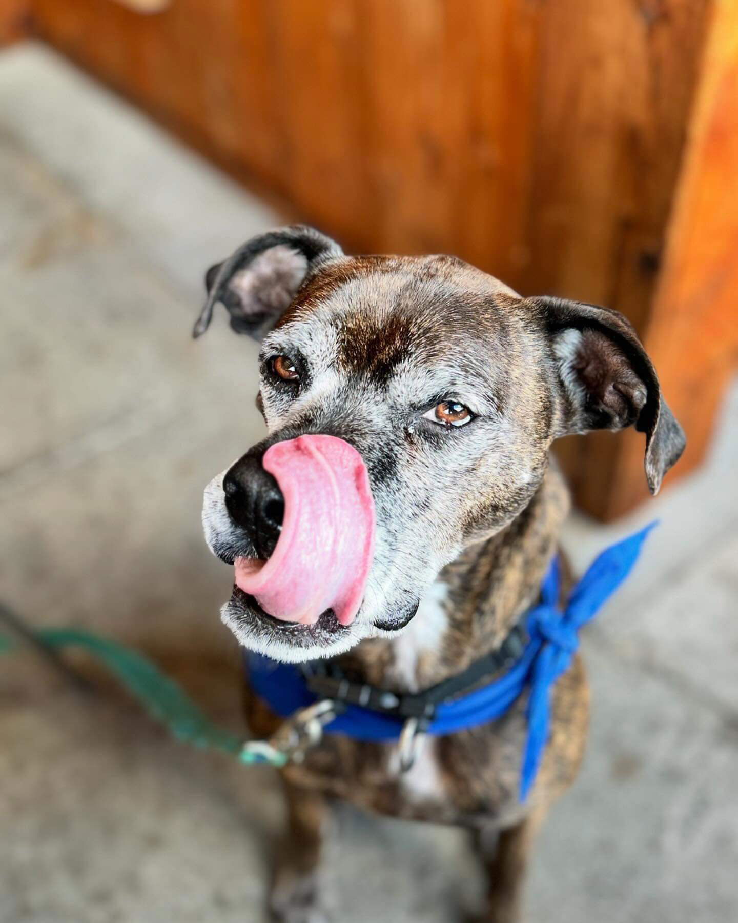 adoptable Dog in Germantown, OH named Harlan