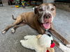 adoptable Dog in , OH named Tressel