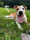 adoptable Dog in , OH named Beagan