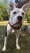 adoptable Dog in , OH named Lawrence Mario