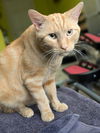 adoptable Cat in , OH named Prince Albert