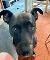 adoptable Dog in , OH named Thea