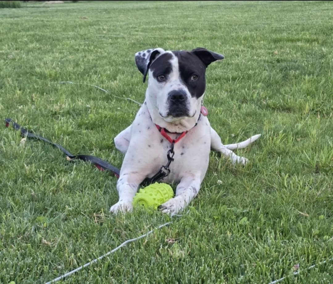 adoptable Dog in Germantown, OH named Meco