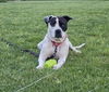 adoptable Dog in , OH named Meco